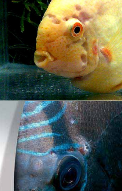 Грибковые заболевания аквариумных рыб