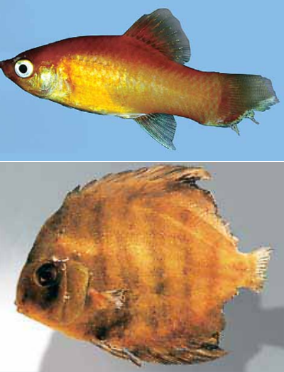Ихтиофтириоз аквариумных рыб