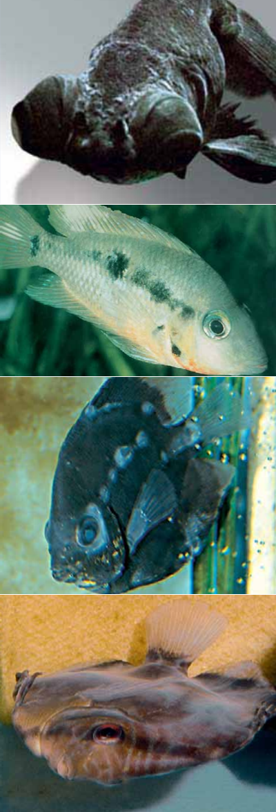 Чешутся рыбки в аквариуме: причины, лечение болезней и качество воды