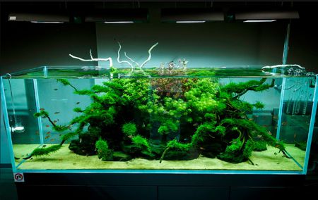 Как получить мелкие-мелкие воздушные пузыри в аквариуме (ответ) | АквариумОК