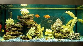 Морской аквариум: это не страшно!